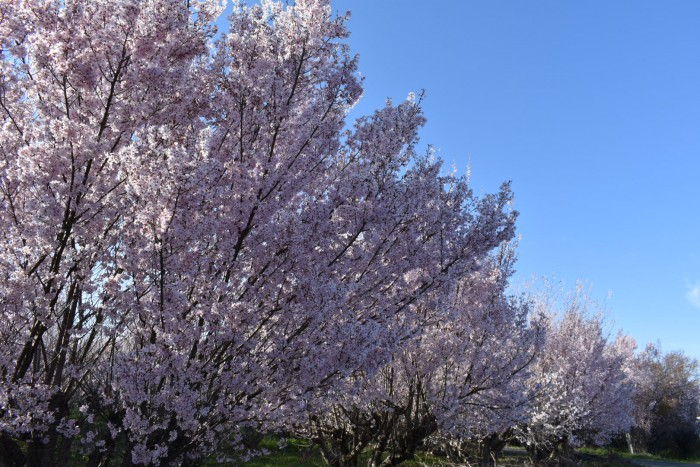 花木団地の桜です。郡山市中田町| 郡山市 新築住宅 大原工務店のブログ