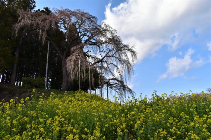 合戦場の枝垂れ桜を見に行きました。二本松市大林| 郡山市 新築住宅 大原工務店のブログ